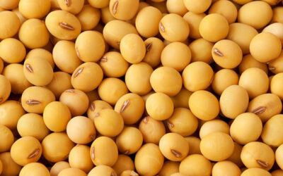 Soybean